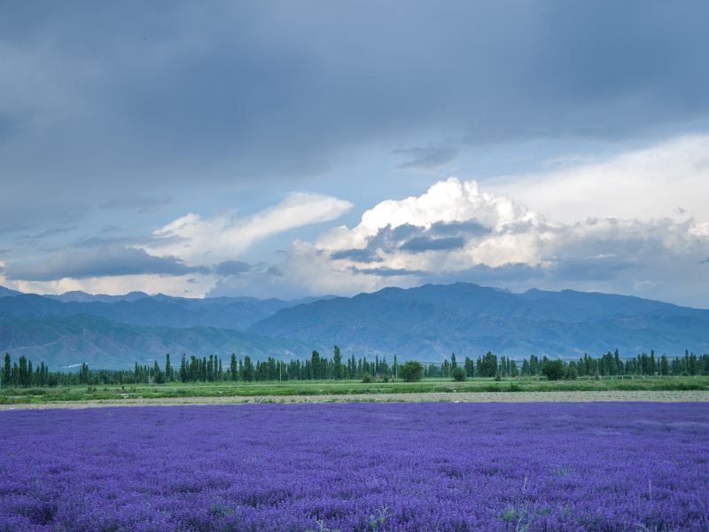 Lavender garden