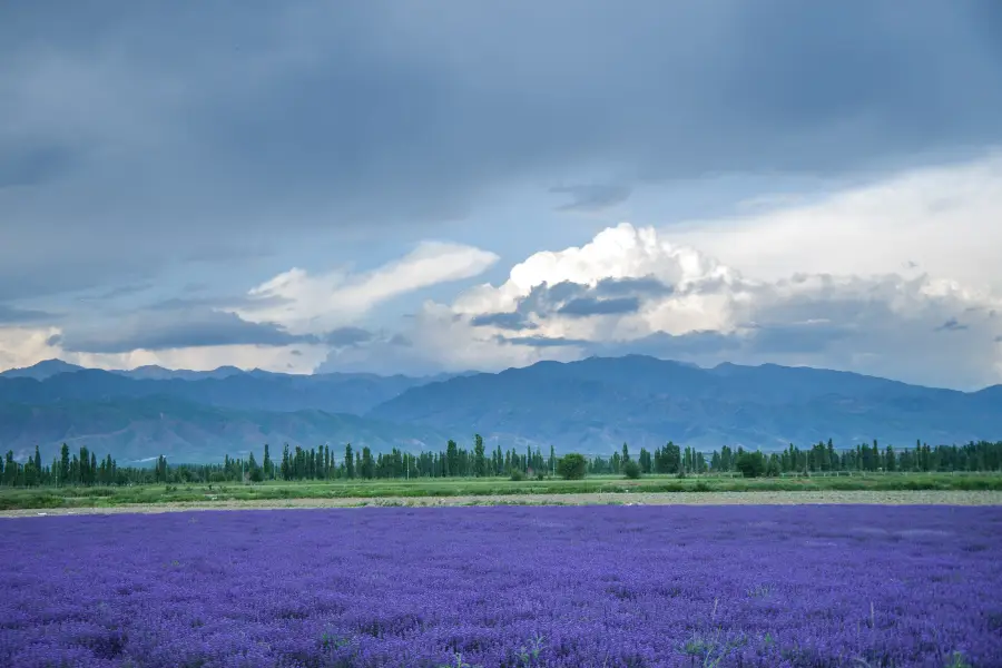 Lavender garden