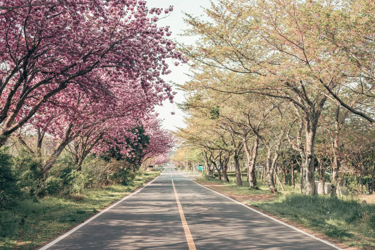 벚꽃 만개 시기