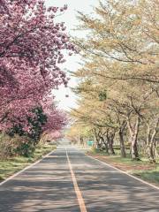 Cherry Blossom Road