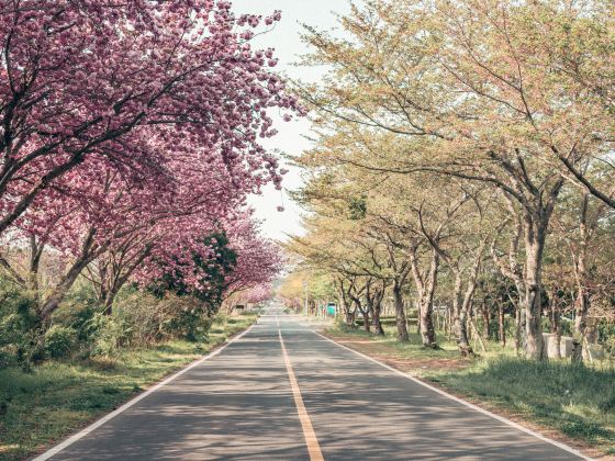 Cherry Blossom Road