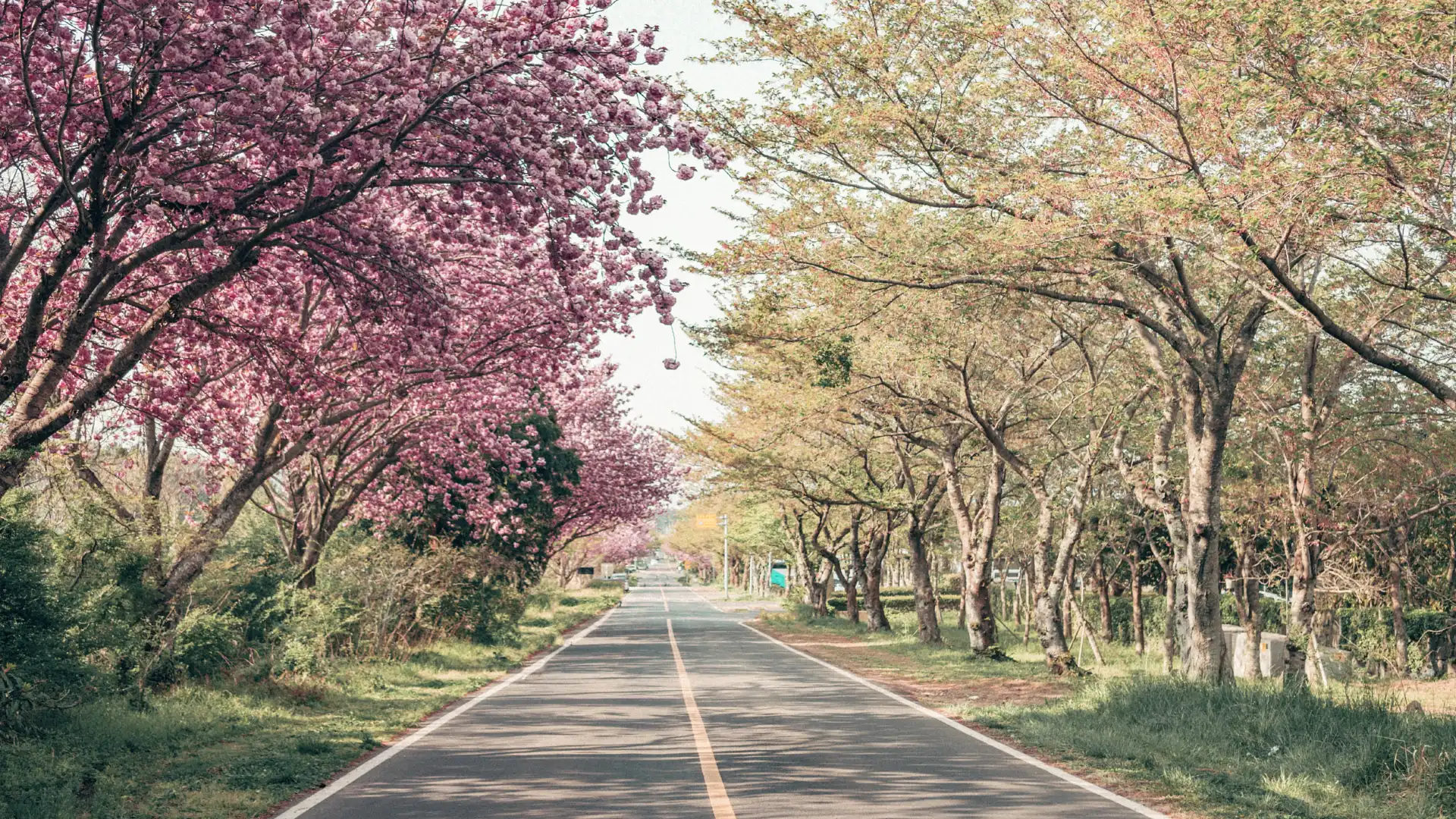 Hotels near Cherry Blossom Road