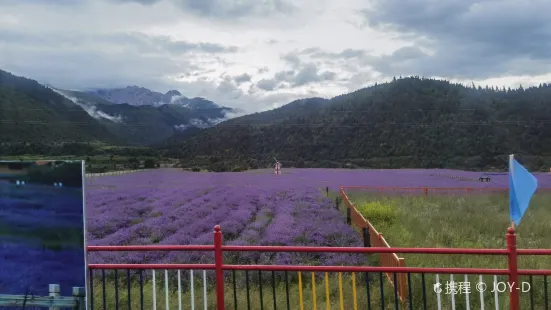 薰衣草莊園