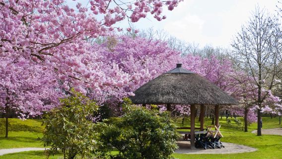 Japanese Garden