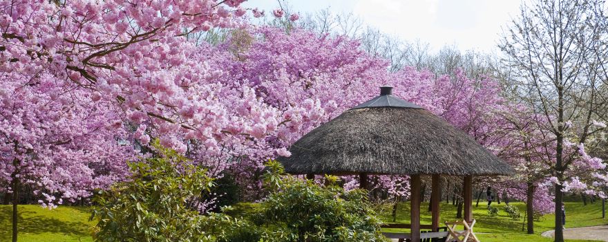 Japanese Garden
