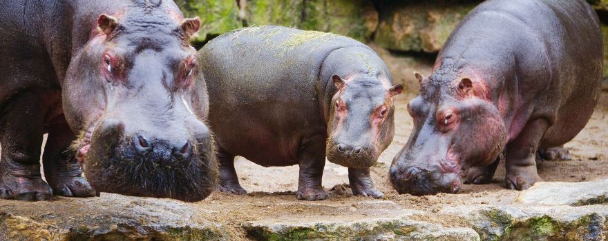Zoo d'Amneville