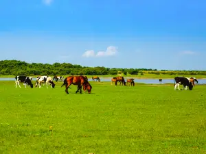 Dorbod Grassland