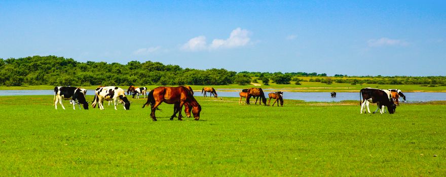 Dorbod Grassland
