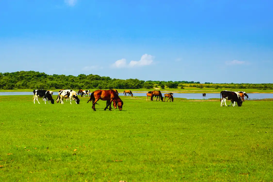 Hotels near Dorbod Grassland