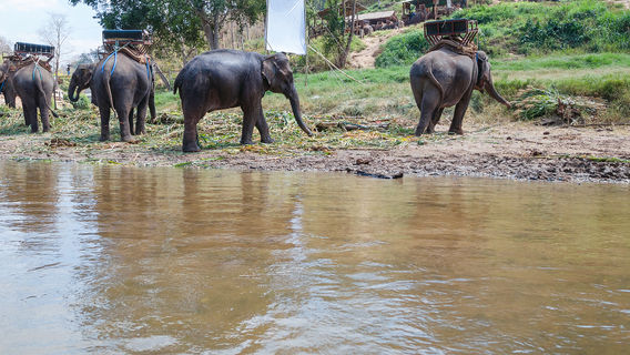 Thai Elephant Home