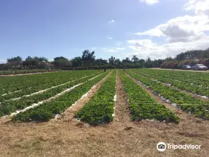 Knaus Berry Farm