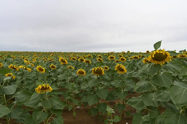 Sunflower Viewing in Ulanqab