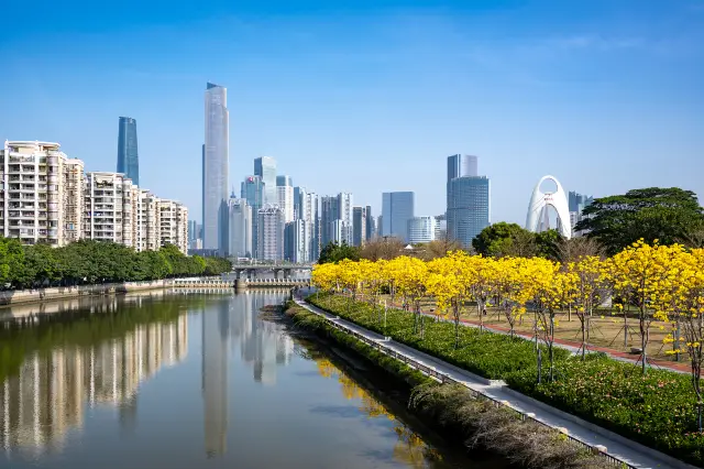 Tabebuia Chrysotricha Viewing in Guangzhou