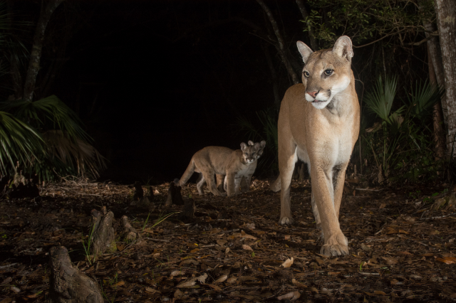 Path of the Panther | Patricia and Phillip Frost Art Museum