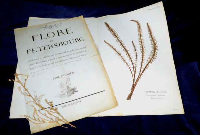 《植物標本館：彼得堡之花》標本展 | 布萊頓博物館和美術館