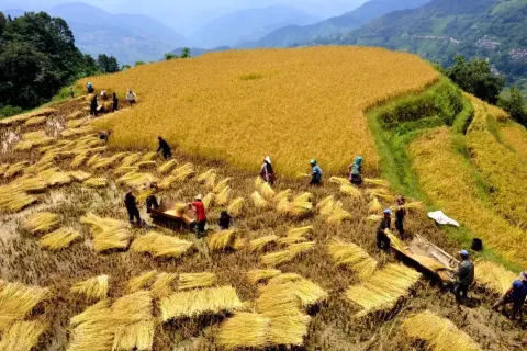 Samaba Rice Terrace Fields