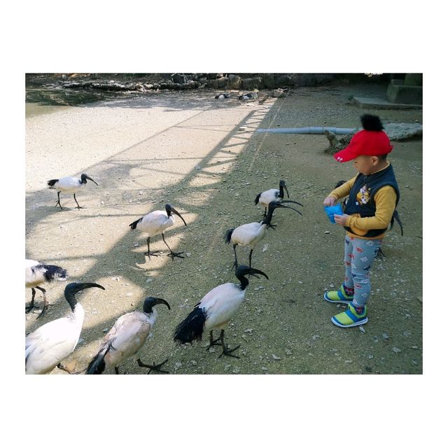 近距離接觸各種鳥類，仲有湖邊風景好好睇！|  沖繩自然動植物公園 Neo Park