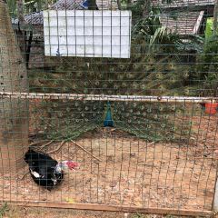 西双版纳洲际度假酒店海鲜傣味烧烤·侬香全日制餐厅 User Photo