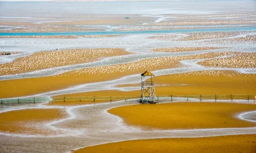 Qinhuangdao Bird Watching