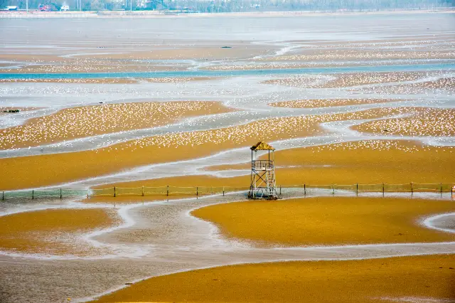 Qinhuangdao Bird Watching
