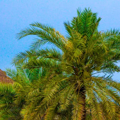 Hilton Garden Inn Hotels in Muscat