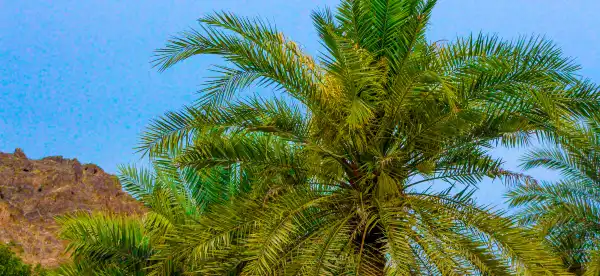 Hotels in Sohar