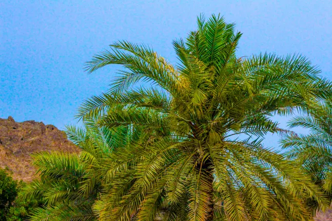 Grand Hyatt Hotels in Muscat