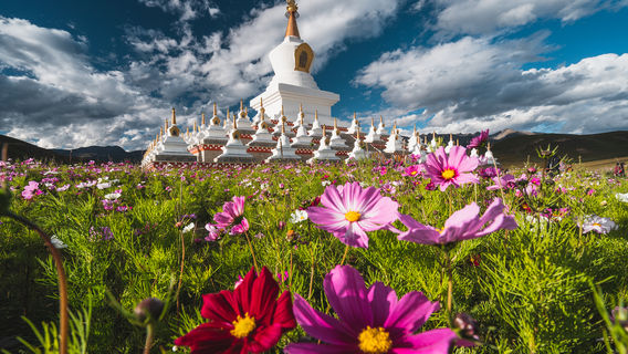 Zunsheng Tower Forest