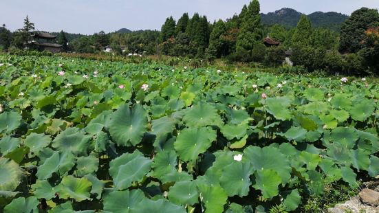 刘基故里位于南田，主要游览刘基的故居和荷花，周边民宿很多，停