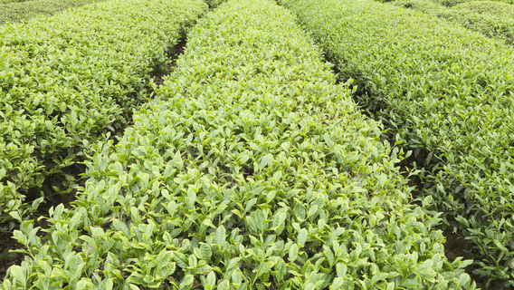 Jiang Su Cha Bo Yuan