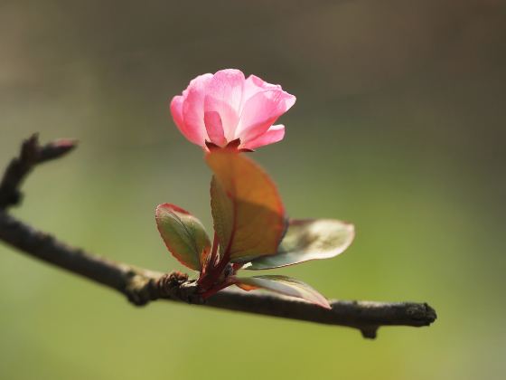 盤古村自然公園