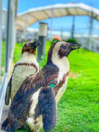 【連島沙洲上嘅水族館｜福岡「海洋世界海之中道」水族館】