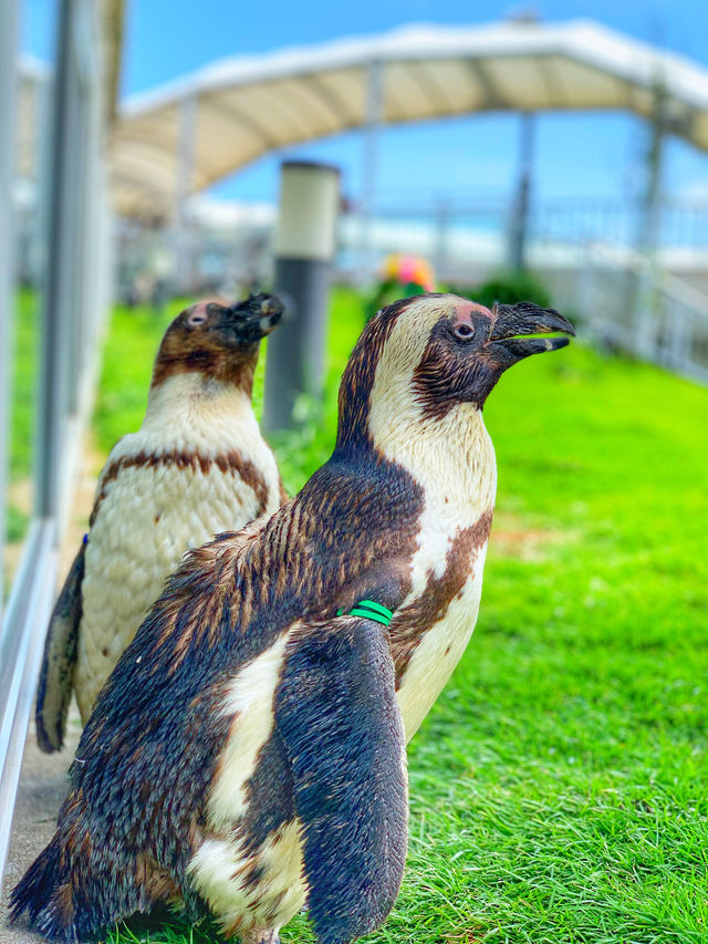 【連島沙洲上嘅水族館｜福岡「海洋世界海之中道」水族館】