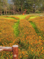 Nanxi Flower Sea