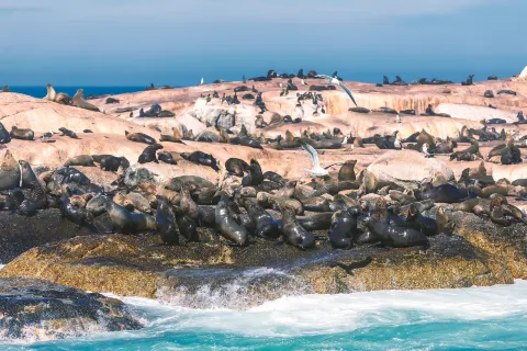 Duiker Island