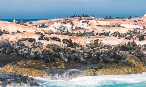 Duiker Island