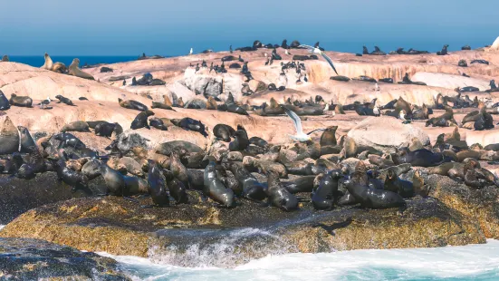 Duiker Island