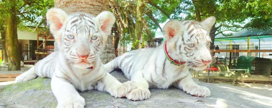Shirotori Zoo