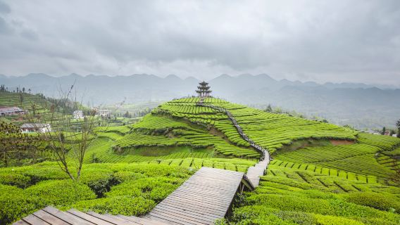 Wujiatai Tribute Tea Culture Tourism Area