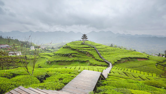 wu jia tai gong cha wen hua lv you qu