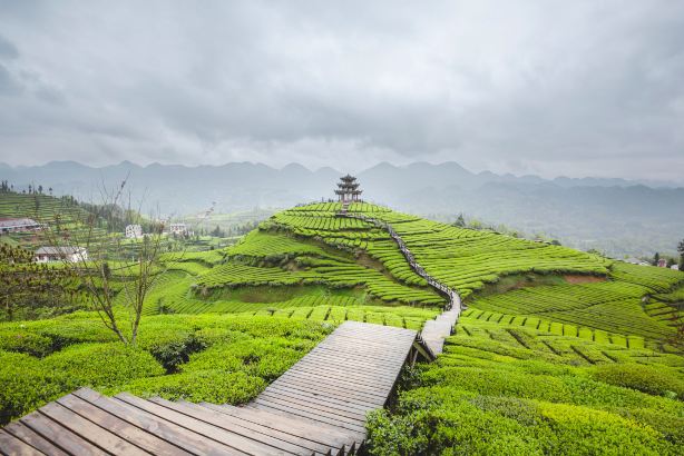 Wujiatai Tribute Tea Culture Tourism Area