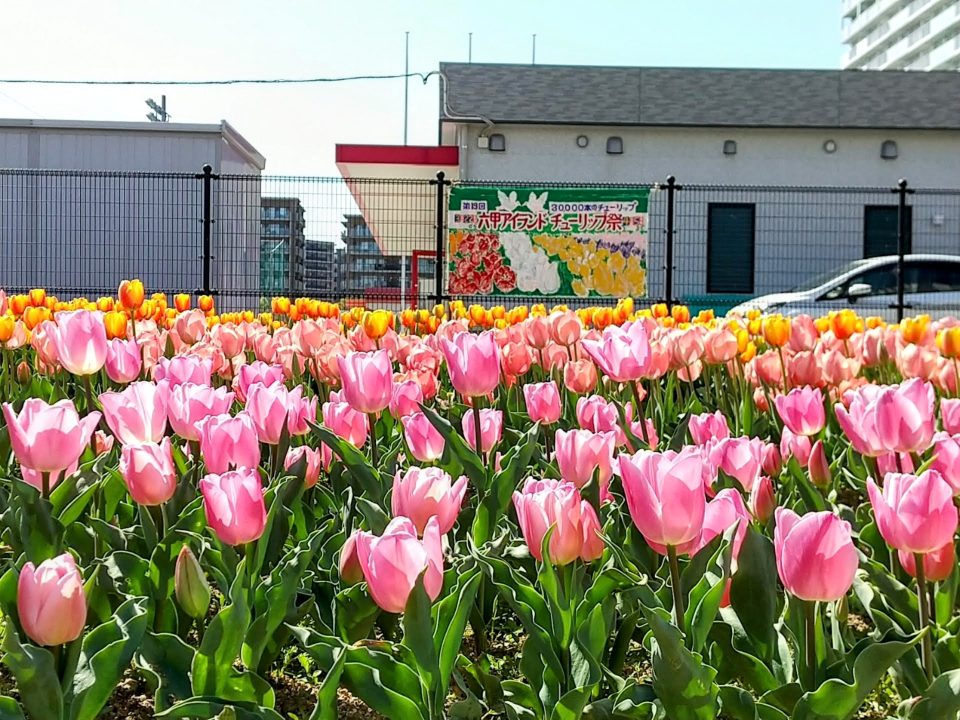 Liujia Island Tulip Festival | Kobe