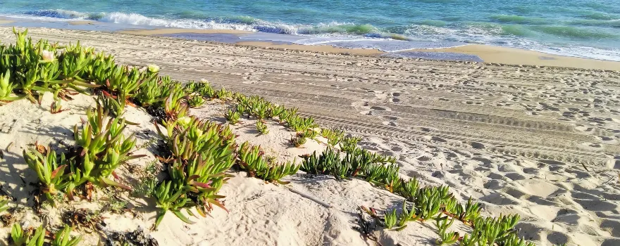 Praia de Faro