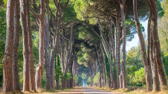 Natural Park Migliarino San Rossore Massaciuccoli