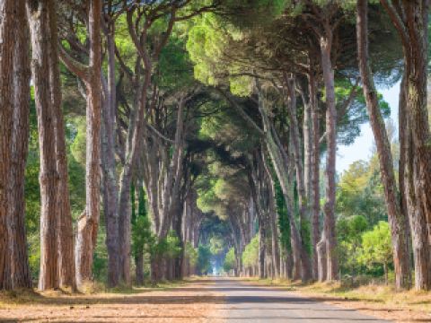 Voli Edremit Pisa diretti