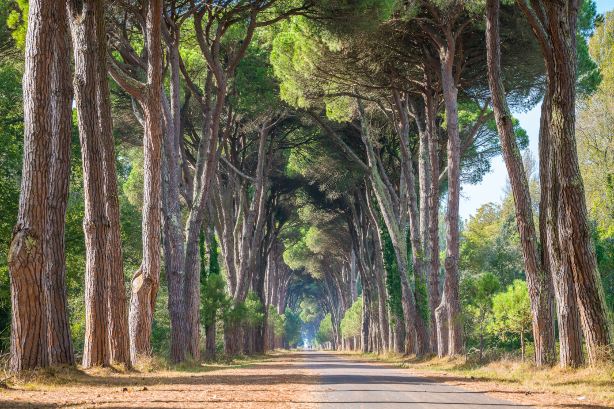 Natural Park Migliarino San Rossore Massaciuccoli