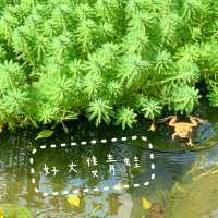 #免費入場 #觀鳥園 #百花齊放 #親子好去處