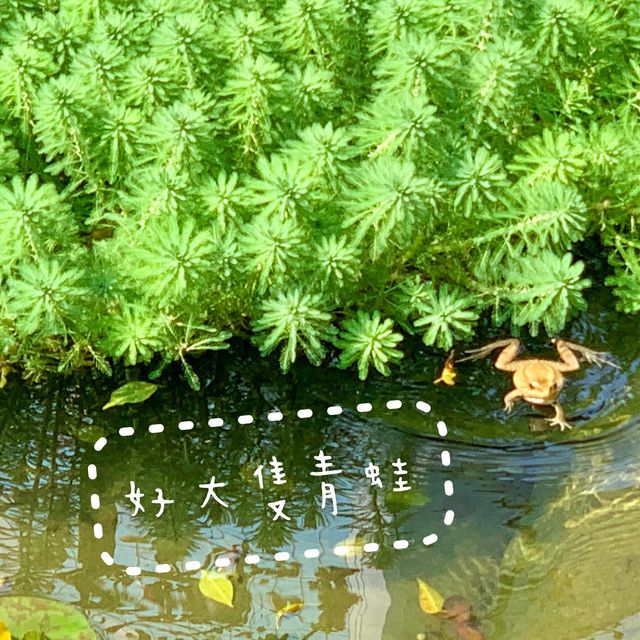 #免費入場 #觀鳥園 #百花齊放 #親子好去處