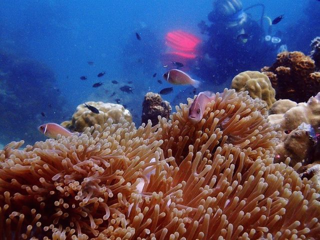 Koh Similan of Thailand