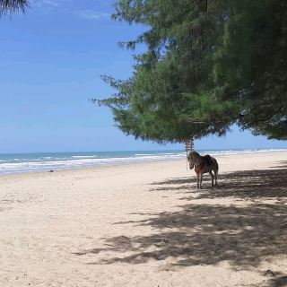 Lombang beach bordered by thousands of natural spruce fir (casuarinas) that make the beach feels fresh. This Casuarinas Equisetifolia (Cemara Udang) is naturally growth along Lombang beach and it is very famous in the world, because Casuarinas Equisetifolia can live only in Indonesia and China, so that it feels calm and comfortable.
Lombang beach is interesting tourism object to be promoted to all Indonesia area, even to the world. The position of Lombang beach in south sea of Java Island can facilitated the visitors to see the beautiful sunrise. The other facility around Lombang beach is foods and beverage merchants, such as; Rujak and young coconut ice. The beach is very clean and has clear water with interesting small heap of white sand.
Today, there it had built a transportation facility that connects Lombang beach and Slopeng beach with lime mountain scenery. To reach Lombang beach using public transportation from Bangkal bus station (Sumanep) to Legung village (Batang-Batang). From Legung village, continue to Lombang beach, about 5 km by becak (pedicab). 
#summervacation#beachvacation#urbanexplorer
